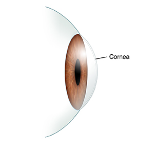 Cross section of eye showing cornea.