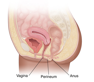 Cross section of female pelvis and abdomen showing vagina, anus, and perineum.