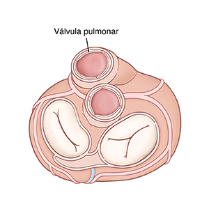 Vista superior del corazón que muestra la válvula pulmonar abierta.